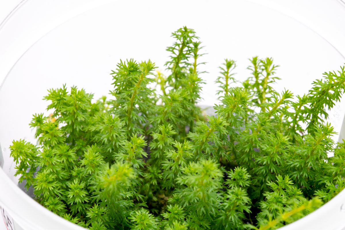 Myriophyllum Guyana Aquatic Plant - Live Freshwater Aquarium Plant for Fish Tanks, Ponds & Aquascaping (Easy Care & Fast Growing)