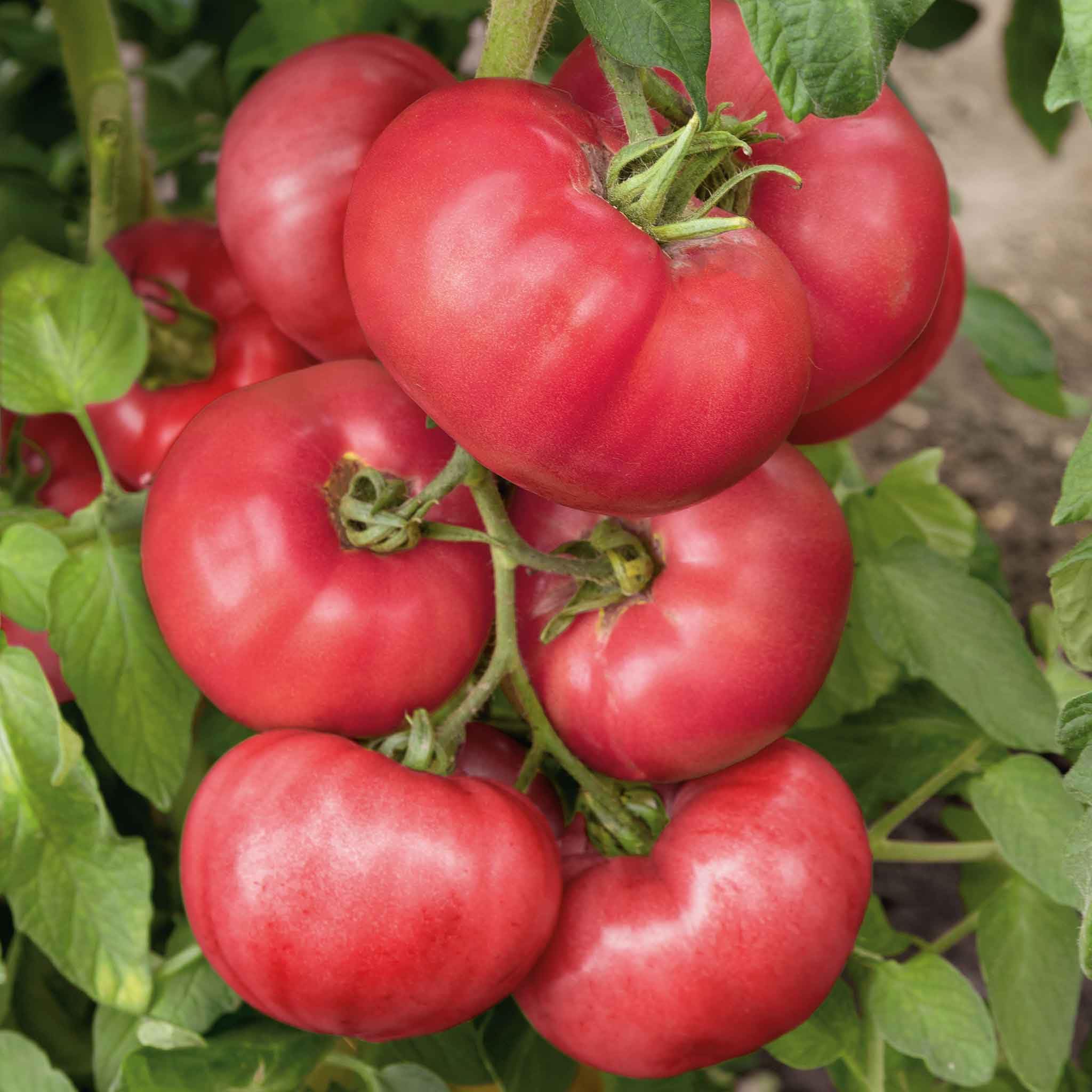 Organic Brandywine Pink Tomato Seeds by Eden Brothers - Heirloom, Non-GMO, High-Yield for Home Garden & Fresh Salads