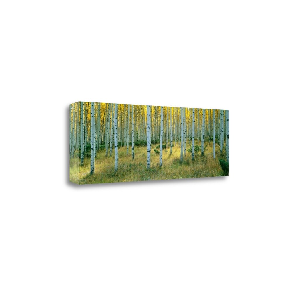 Aspens Ashley by Alain Thomas - Premium Giclee Art Print on Gallery Wrapped Canvas, Ready to Hang Wall Decor for Living Room, Bedroom & Office