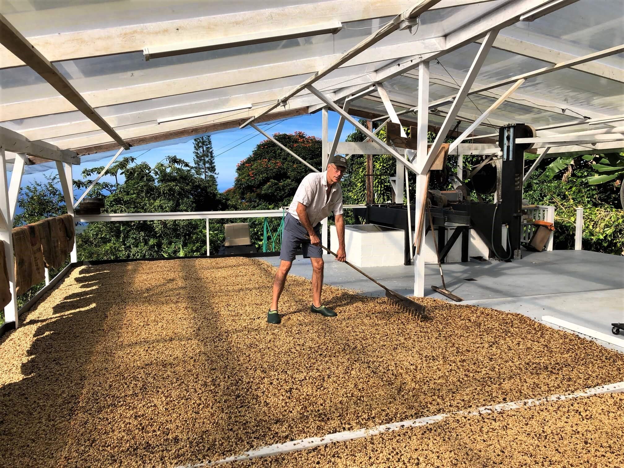 Premium Kona Peaberry Coffee - Whole Bean Dark Roast, 8oz - Farm Fresh for Home Brewing