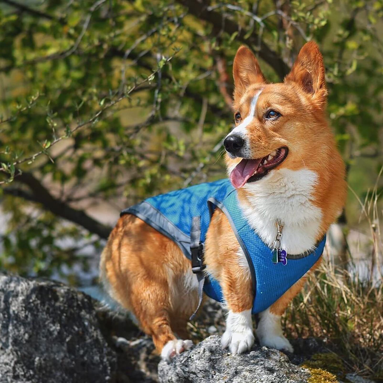 Adjustable Dog Cooling Vest with Reflective Strip - Breathable Sun Protection Jacket for Dogs | Anxiety Relief & Heat Relief | Perfect for Summer Walks, Hiking & Outdoor Adventures