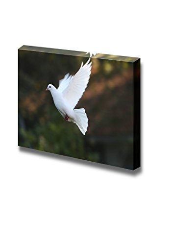 Dove