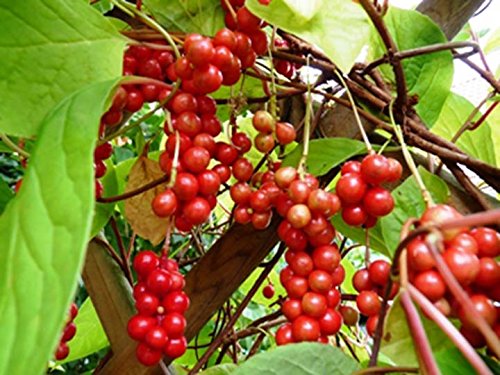 Organic Schisandra Vine Live Plant - 2 Years Old | Hardy Medicinal Herb for Home Garden, Tea & Wellness