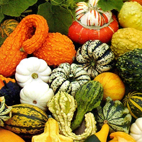 Decorative Pumpkin Seed Mix - Non-GMO Ornamental Squash & Gourd Seeds (10 Pack) for Planting, Fall Home Decor, Thanksgiving Centerpieces & Garden Landscaping