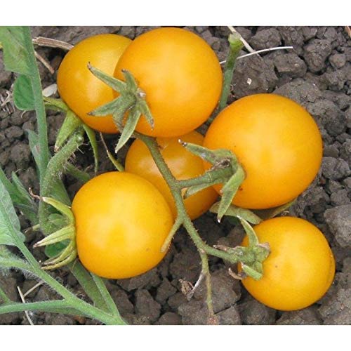 Organic Galina's Cherry Tomato Seeds - Non-GMO, Heirloom Variety from Siberia - Sweet & Juicy (10 Seeds) - Perfect for Home Gardens, Containers & Fresh Salads