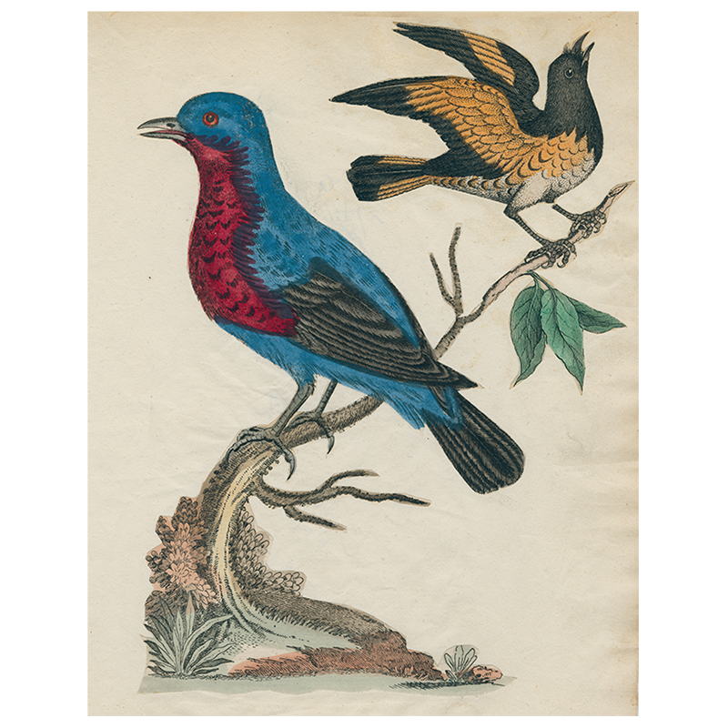 American Red Start Bird Decal (Facing Right) - Premium Vinyl Wall Sticker for Home & Office Decor - Perfect for Nursery, Living Room, and Classroom Wall Art