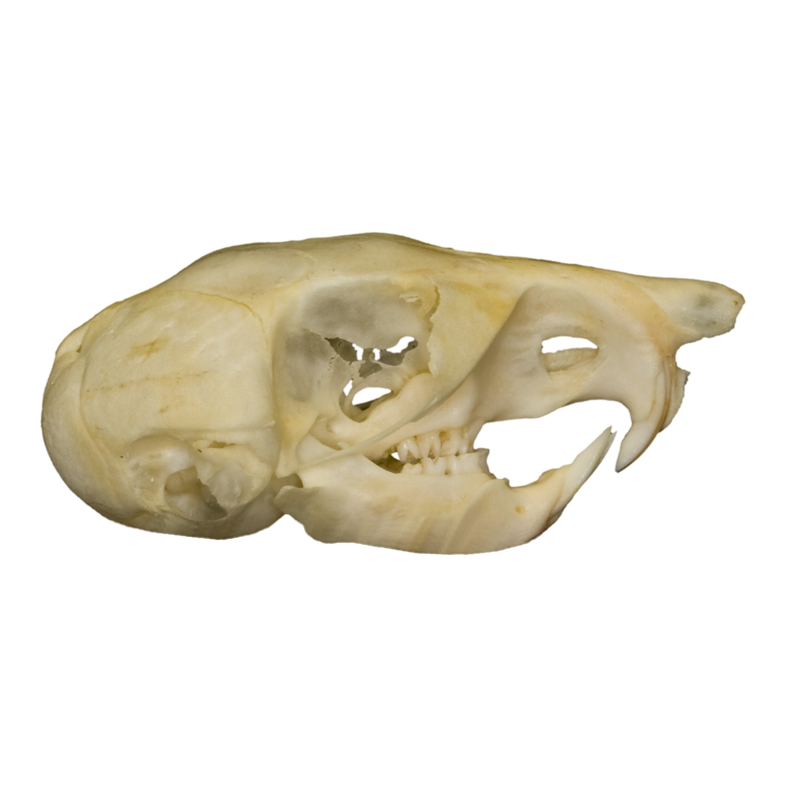 Authentic Kangaroo Rat Skull Specimen - Perfect for Science Classrooms, Biology Studies & Oddity Collectors | Educational Display, Taxidermy Art & Gothic Decor
