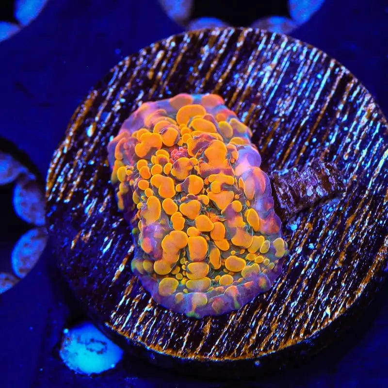 CC Cloudberry Chalice Coral - Premium Saltwater Aquarium Coral for Reef Tanks | Perfect for Marine Fish Tanks & Coral Propagation