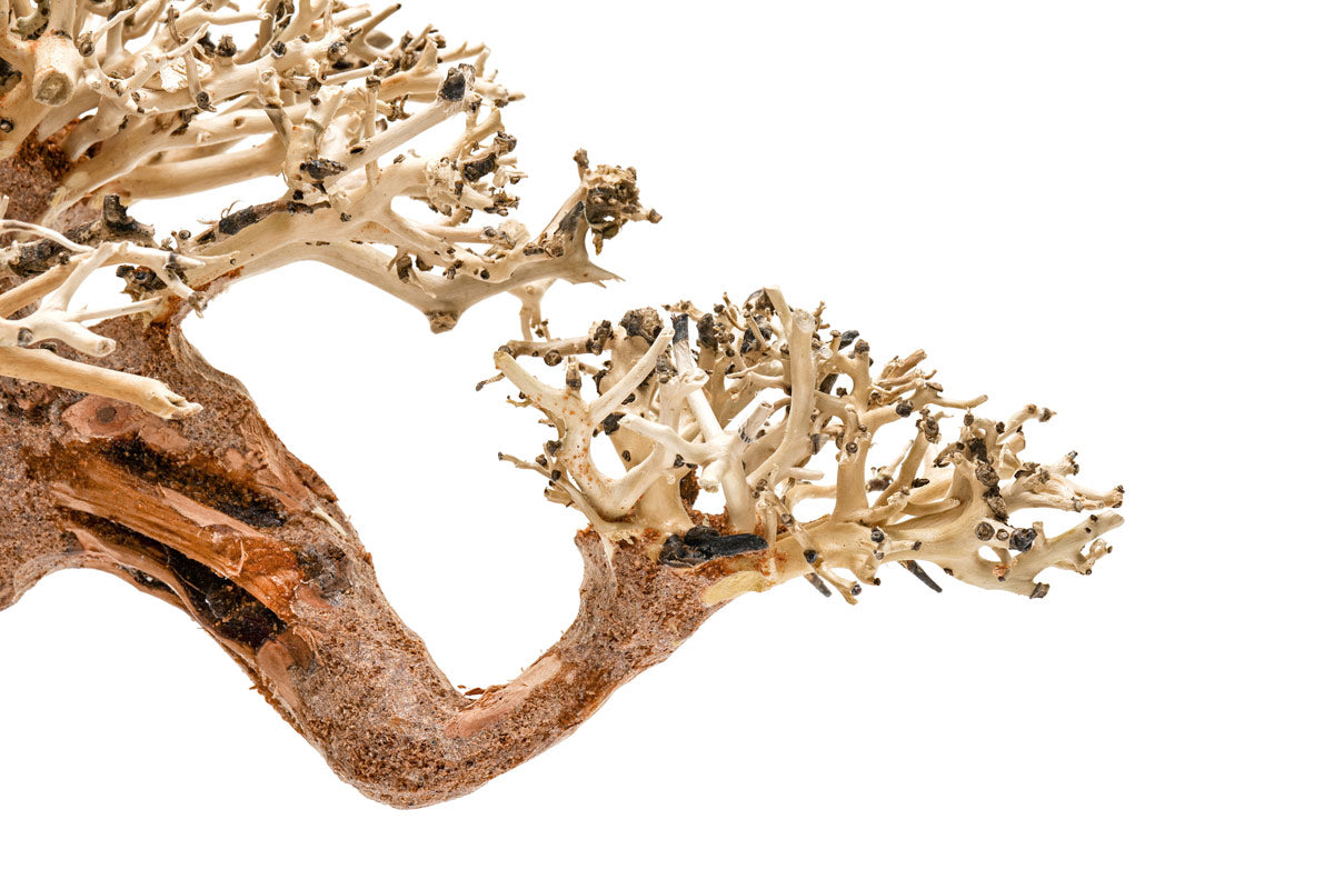 Premium Uns Bonsai 014 - Miniature Bonsai Tree for Home & Office Decor, Zen Garden, Gift Idea