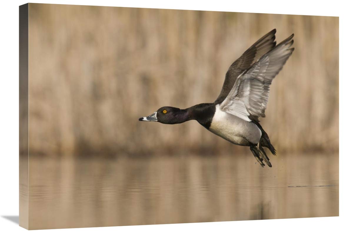 30 in. Ring-Necked Duck Male Flying Art Print - Steve Gettle | Michigan Island Lake Recreation Area Wildlife Photography | Wall Decor for Home, Office & Nature Lovers