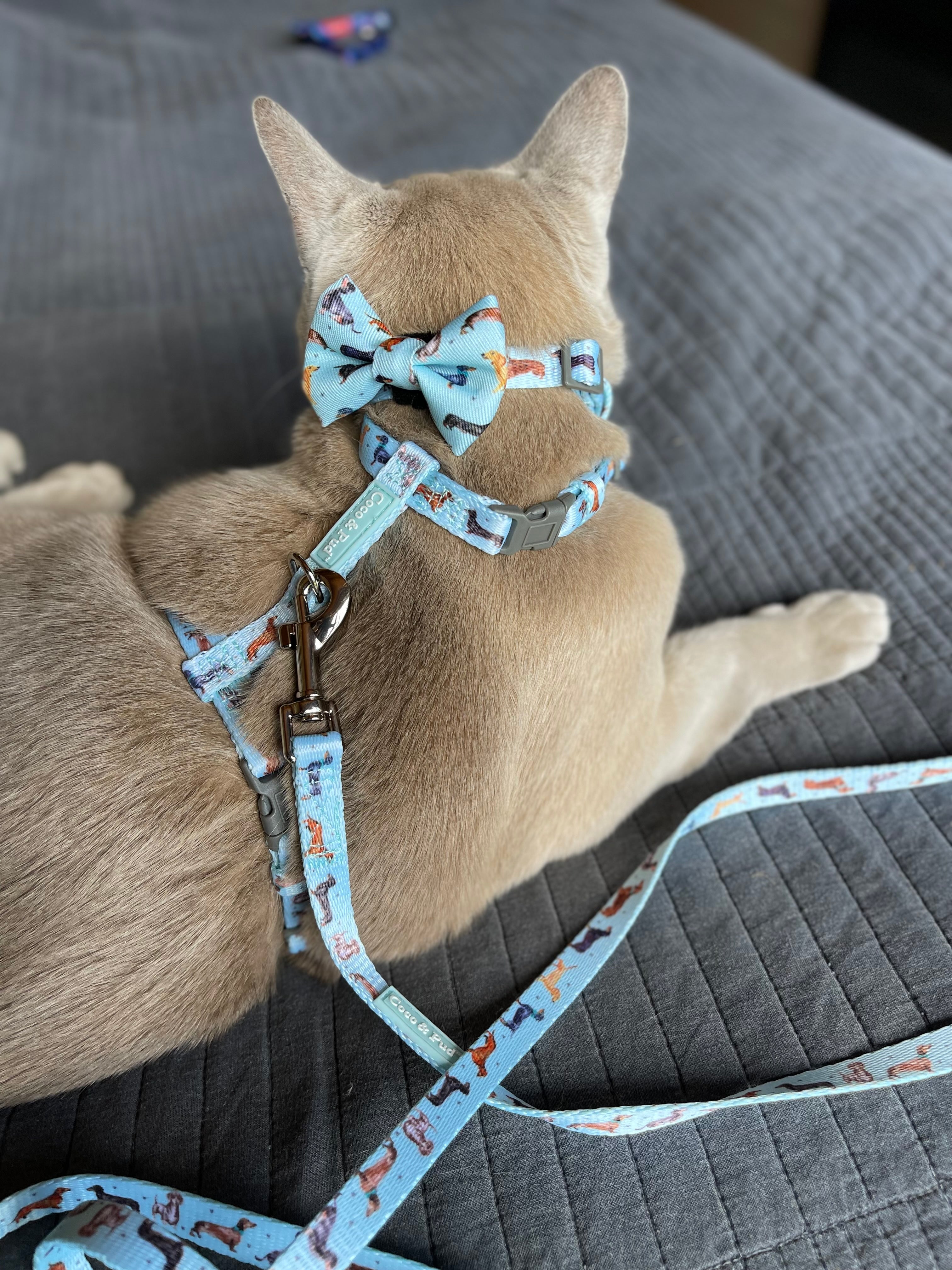 Doxie Love Cat Lead - Adjustable Pet Leash for Small Dogs & Cats, Soft & Comfortable Walking Harness - Perfect for Outdoor Walks, Park Visits & Training Sessions