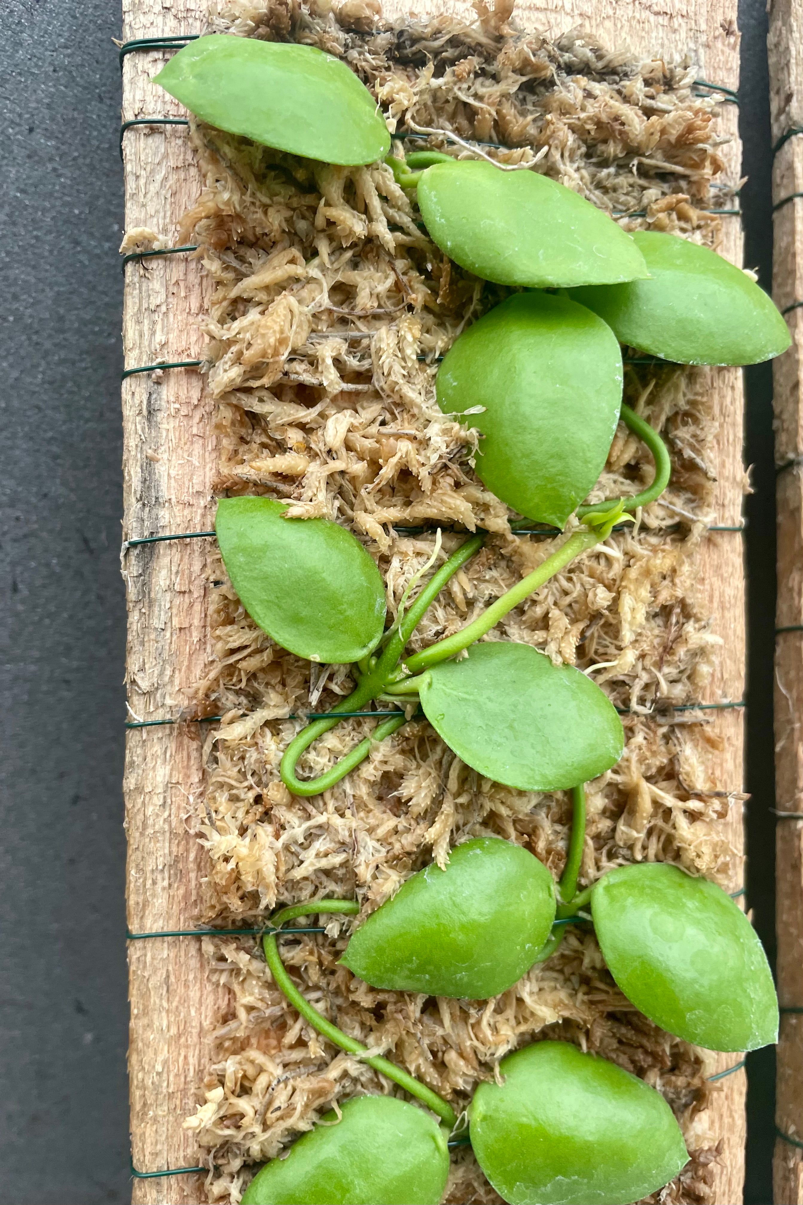 Dischidia Plant on Mounted Plaque - Unique Hanging Succulent for Home & Office Decor | Perfect for Living Rooms, Bathrooms & Indoor Gardens