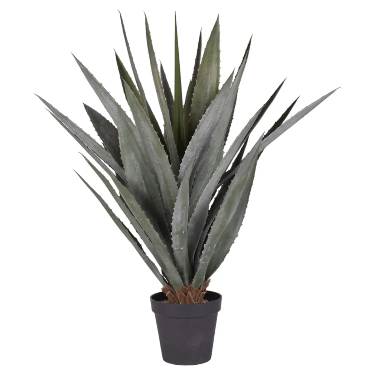 45 UV Protected Aloe Plant - Soothing Sunburn Relief & Skin Care for Home, Office, and Outdoor Use
