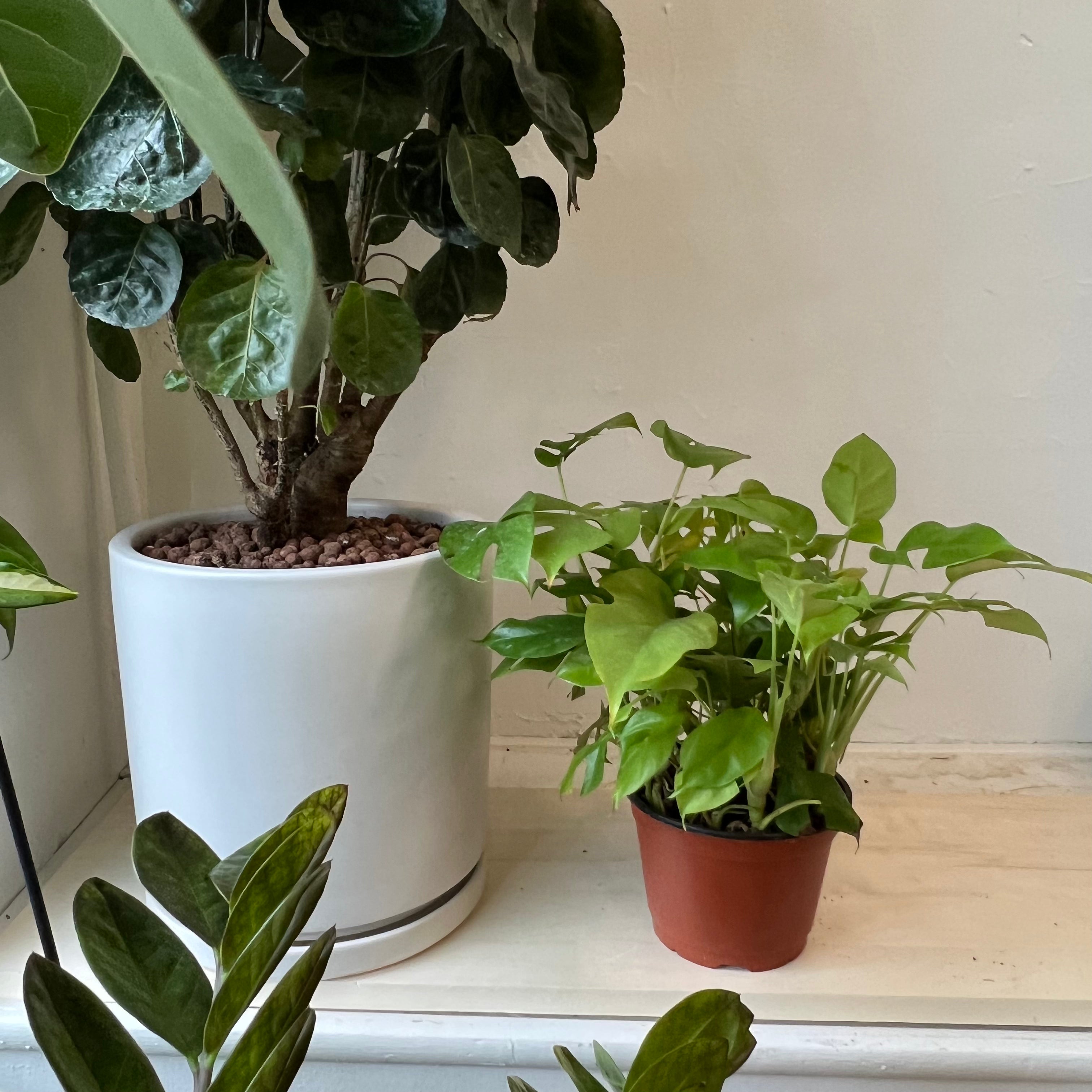 Monstera Minima Plant - Small Swiss Cheese Vine for Indoor Home Decor, Office Plants & Housewarming Gifts | Perfect for Living Rooms, Bedrooms & Workspaces
