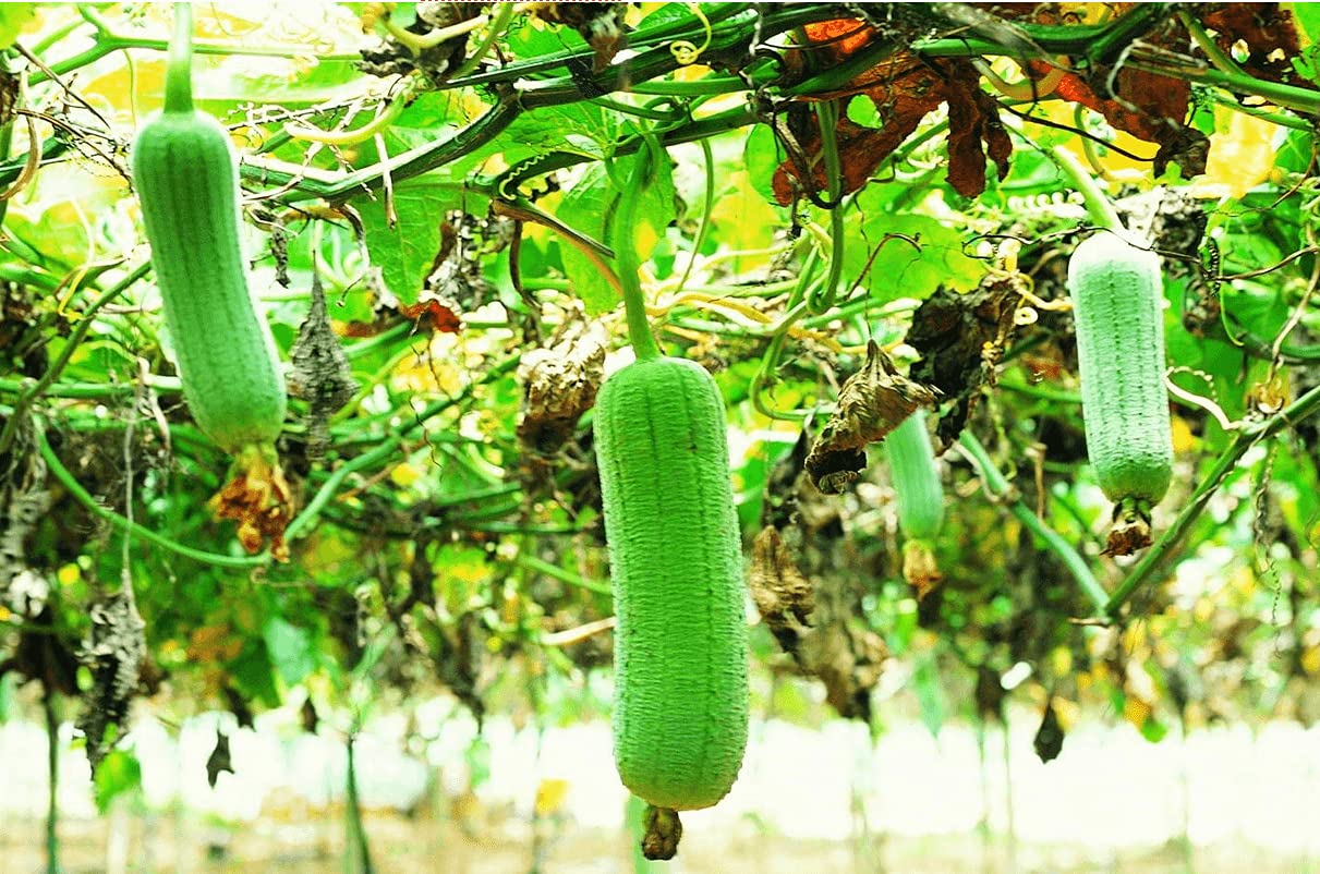 Organic Non-GMO Dishrag Gourd Seeds - Smooth Luffa Sponge for Exfoliating & Cleaning | Heirloom Vegetable Seeds for Planting | Perfect for Gardeners, DIY Beauty & Eco-Friendly Home Use