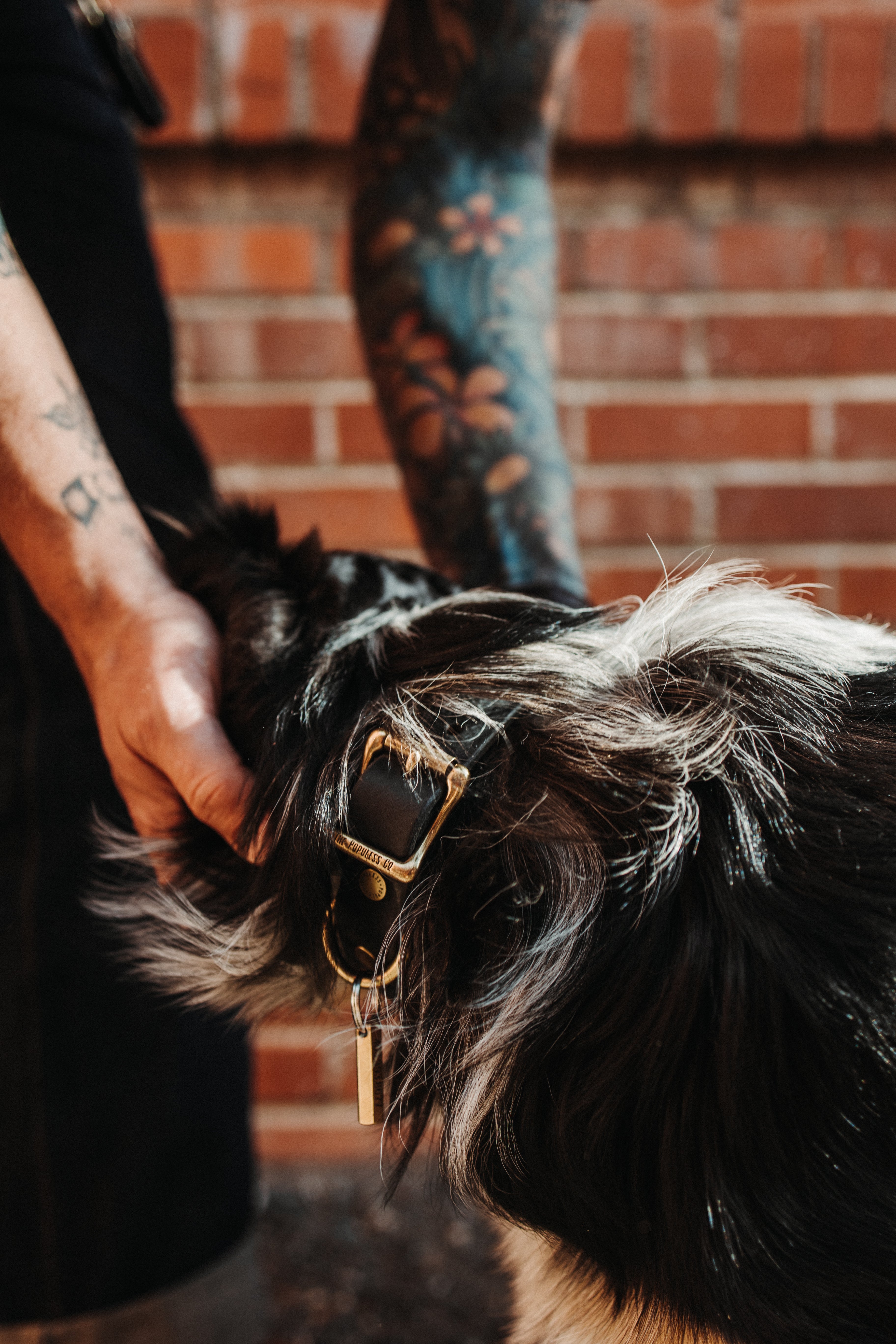 Premium The Marv Dog Collar - Adjustable Black Nylon Pet Collar with Metal Buckle for Small Medium Large Dogs - Perfect for Walking, Training & Outdoor Adventures