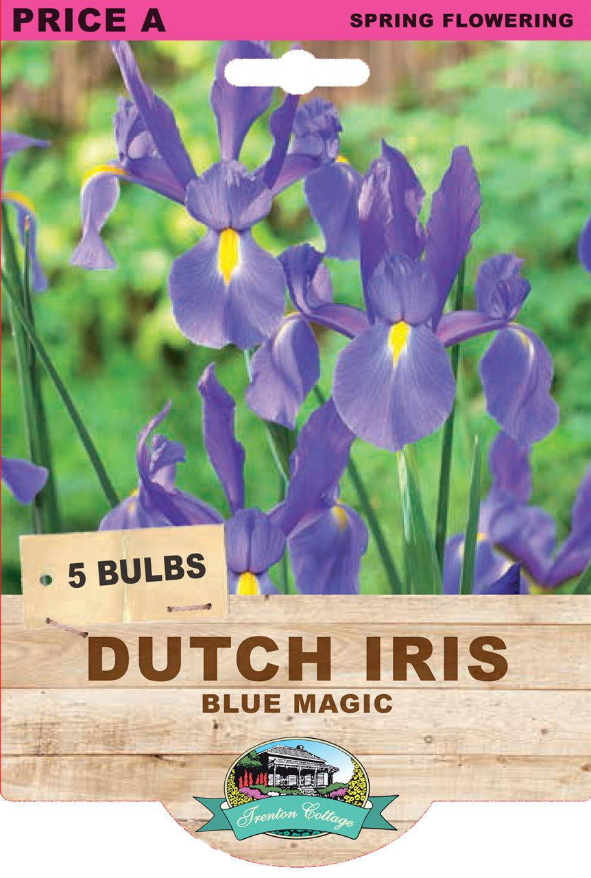 Dutch Iris 'Blue Magic' Bulbs - Vibrant Blue Perennial Flowers for Garden Planting & Landscaping | Perfect for Borders, Bouquets & Cut Flower Arrangements