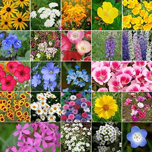 California Wildflower Seed Mix - Dirt Goddess Super Seeds (1/2 Lb, 422,000 Seeds) for Garden, Landscaping & Pollinator-Friendly Planting