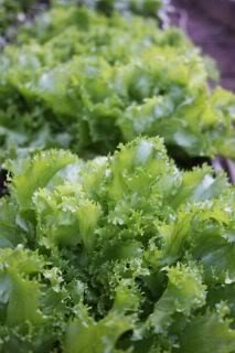 3000 Green Curled Endive Seeds (Cichorium Endiva) - Organic Escarole & Moss Curled Endive for Fresh Salads, Home Gardening & Gourmet Cooking | Perfect for Indoor Herb Gardens, Urban Farming & Healthy Eating