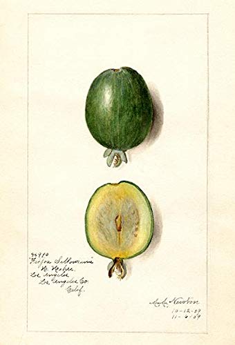 Feijoa (Acca Sellowiana) Vintage 1909 Botanical Fruit Illustration Fridge Magnet - Perfect for Kitchen Decor, Office Whiteboard & Gift for Plant Lovers