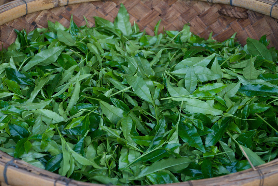 Premium Gyokuro Green Tea Sample - High-Grade Japanese Shade-Grown Loose Leaf Tea for Authentic Ceremony or Daily Relaxation