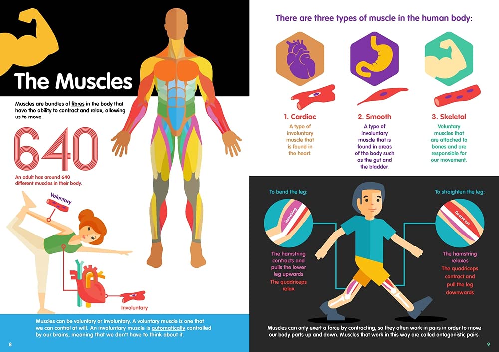 Human Body Infographics - Educational Anatomy Charts & Medical Visual Aids for Students, Teachers & Healthcare Professionals | Perfect for Classrooms, Hospitals & Health Education