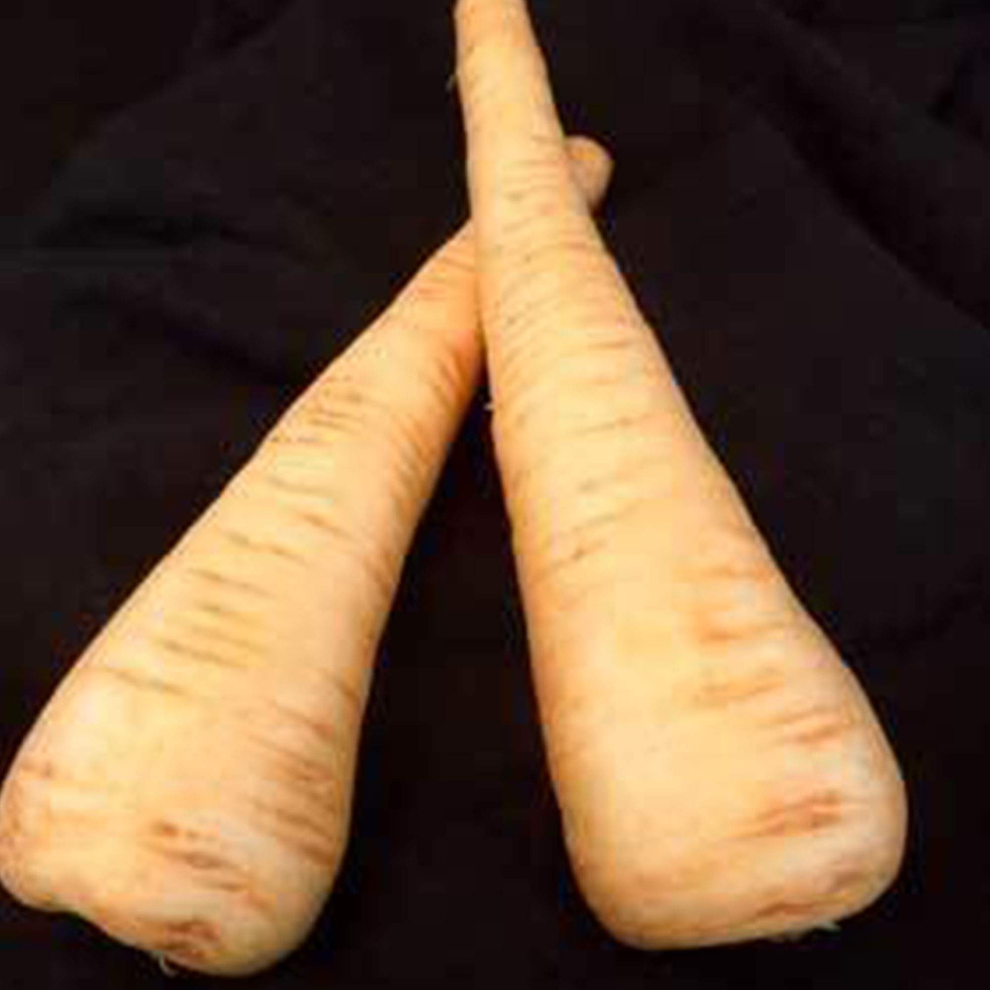 All American Parsnip Seeds - Non-GMO Heirloom, 5,000 Seeds for Organic Gardening - Perfect for Home Vegetable Gardens