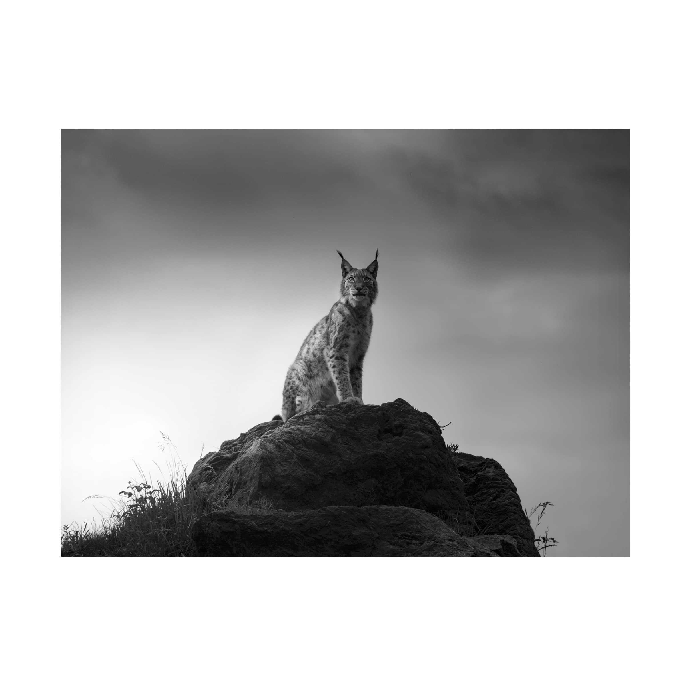 Trademark Fine Art 'Lynx Drama' Canvas Wall Art by Sergio Saavedra Ruiz - Stunning Wildlife Painting for Living Room, Bedroom & Office Decor