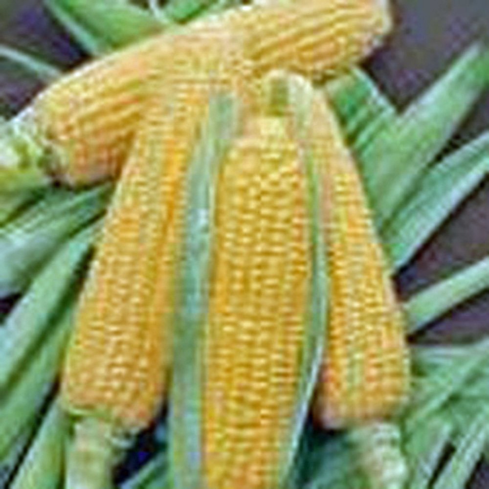 Non-GMO Heirloom Corn Seed Garden Collection - 6 Top Varieties by Country Creek Acres for Home Gardening & Sustainable Farming
