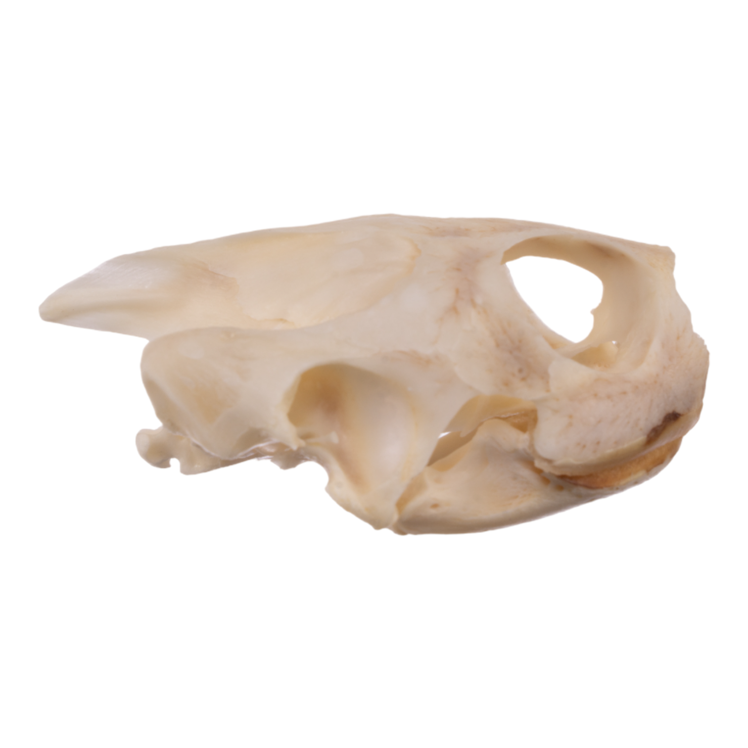 Authentic Real River Cooter Skull - Genuine Turtle Skull Specimen for Science Study, Taxidermy, and Home Decor - Perfect for Biology Classrooms, Oddity Collections, and Gothic Decor