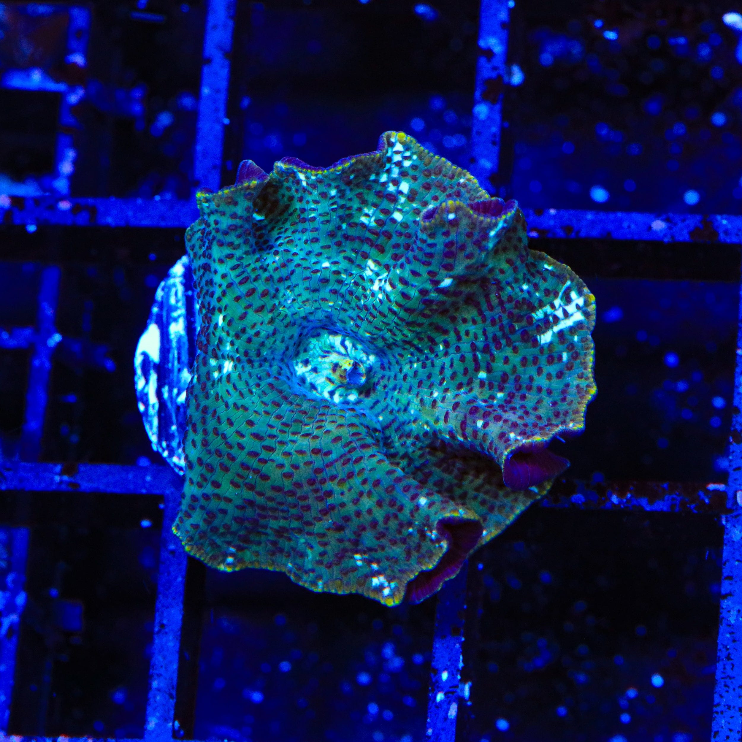 Dream Catcher Mushroom Coral - Saltwater Aquarium Coral for Reef Tanks | Perfect for Marine Aquascaping and Home Decor