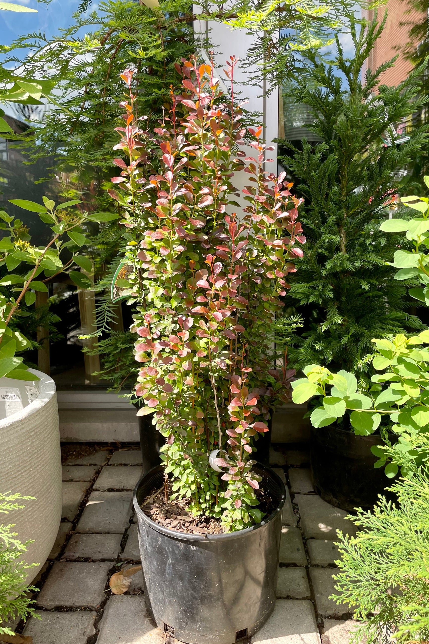Buy Berberis thunbergii 'Helmond Pillar' #3 - Japanese Barberry Shrub for Landscaping & Privacy Hedges | Perfect for Garden Borders, Foundation Plantings & Urban Gardens
