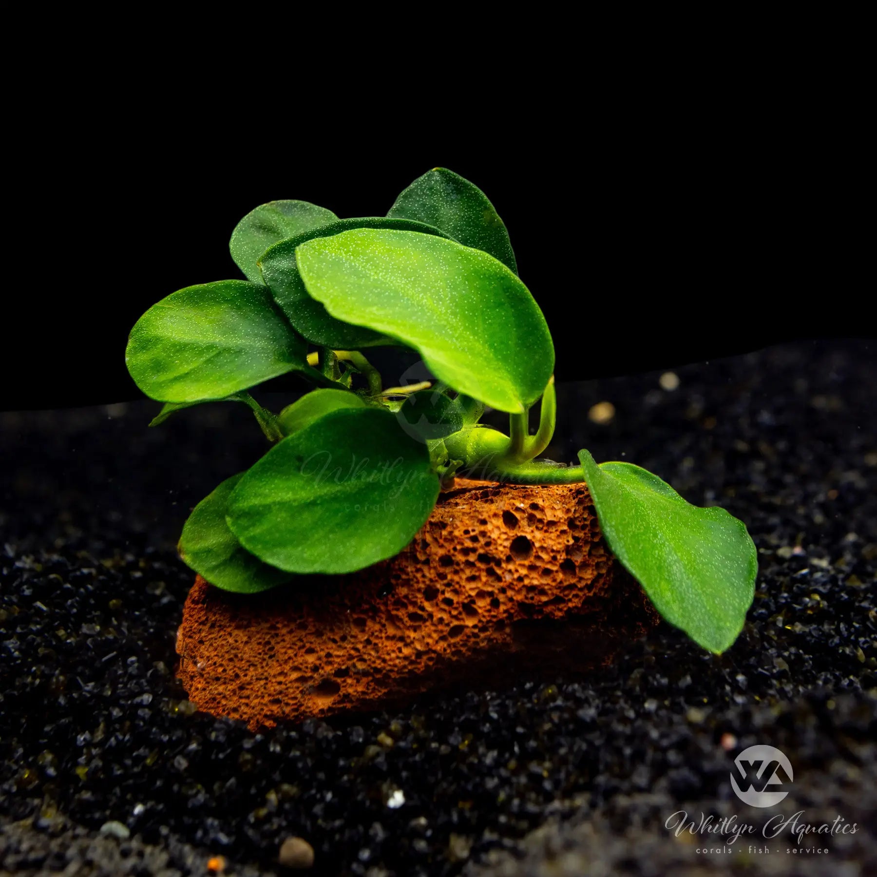 Anubias Barteri Petite Round on Lava Rock - Live Aquarium Plant for Fish Tanks - Perfect for Nano Tanks, Aquascaping & Low-Light Aquariums