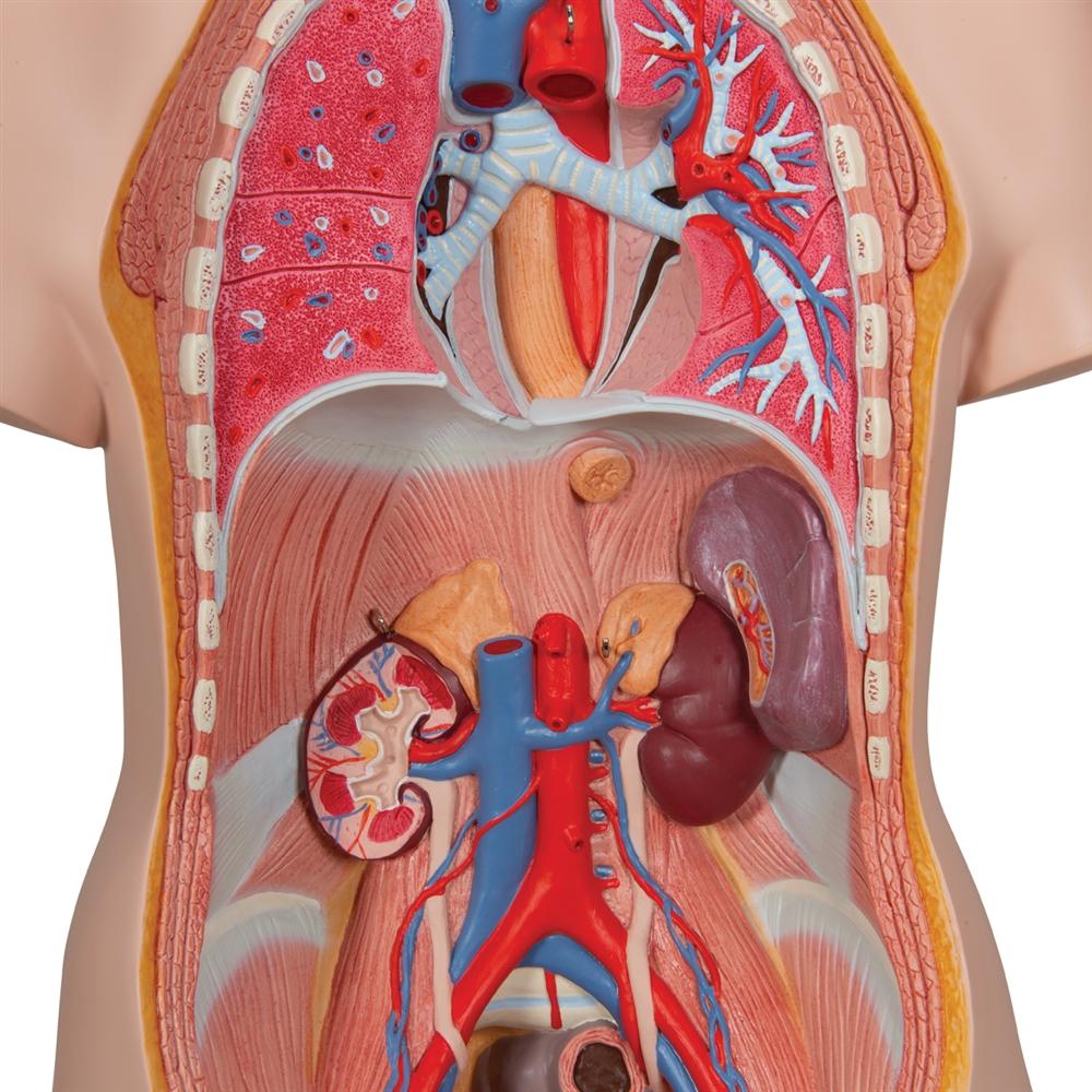 20-Piece Dual Gender Torso with Half Skull Head - Anatomical Model for Medical Students, Artists & Halloween Decor