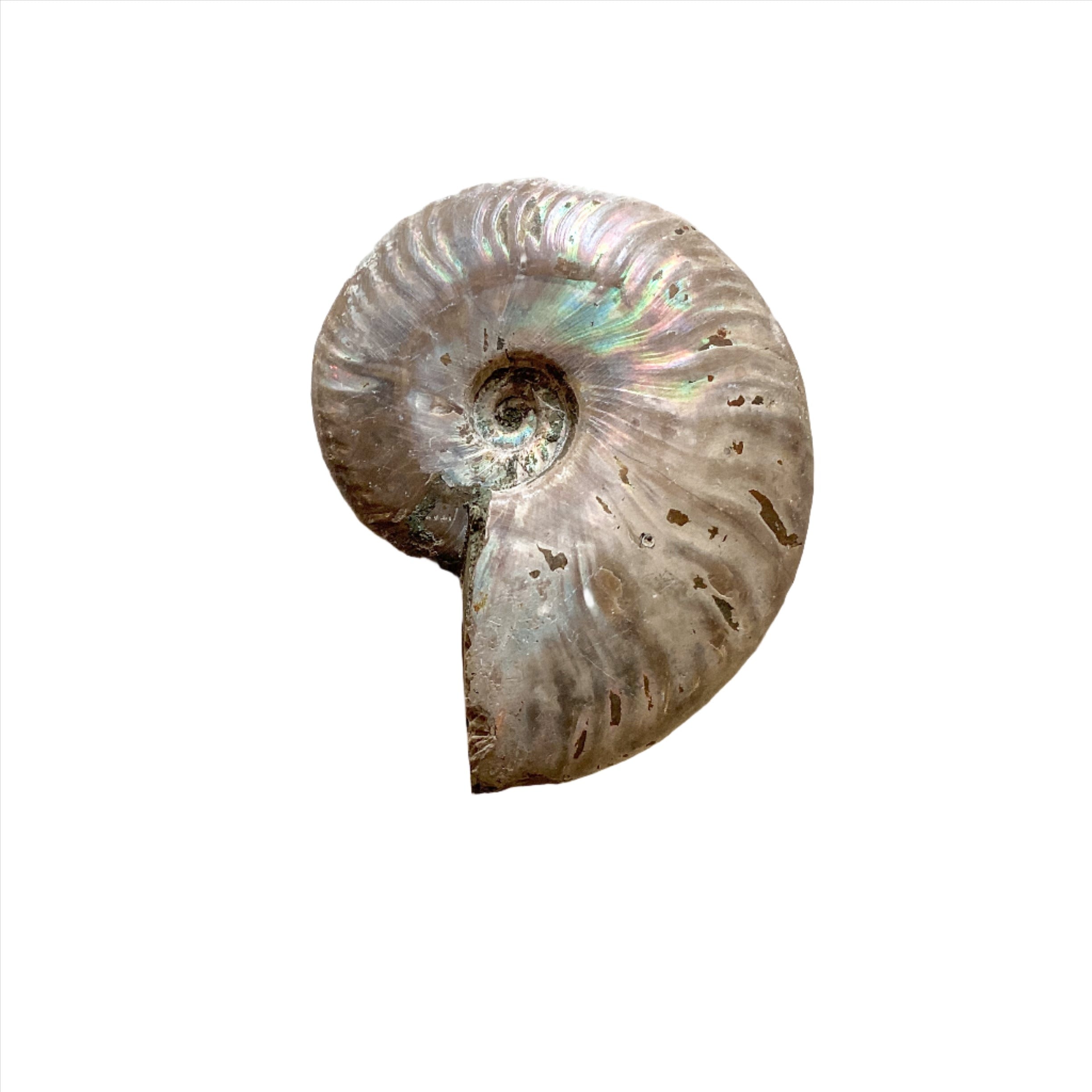 Natural Ammonite Iridescent Fossil Specimen - Authentic Prehistoric Shell for Home Decor, Jewelry Making & Fossil Collection
