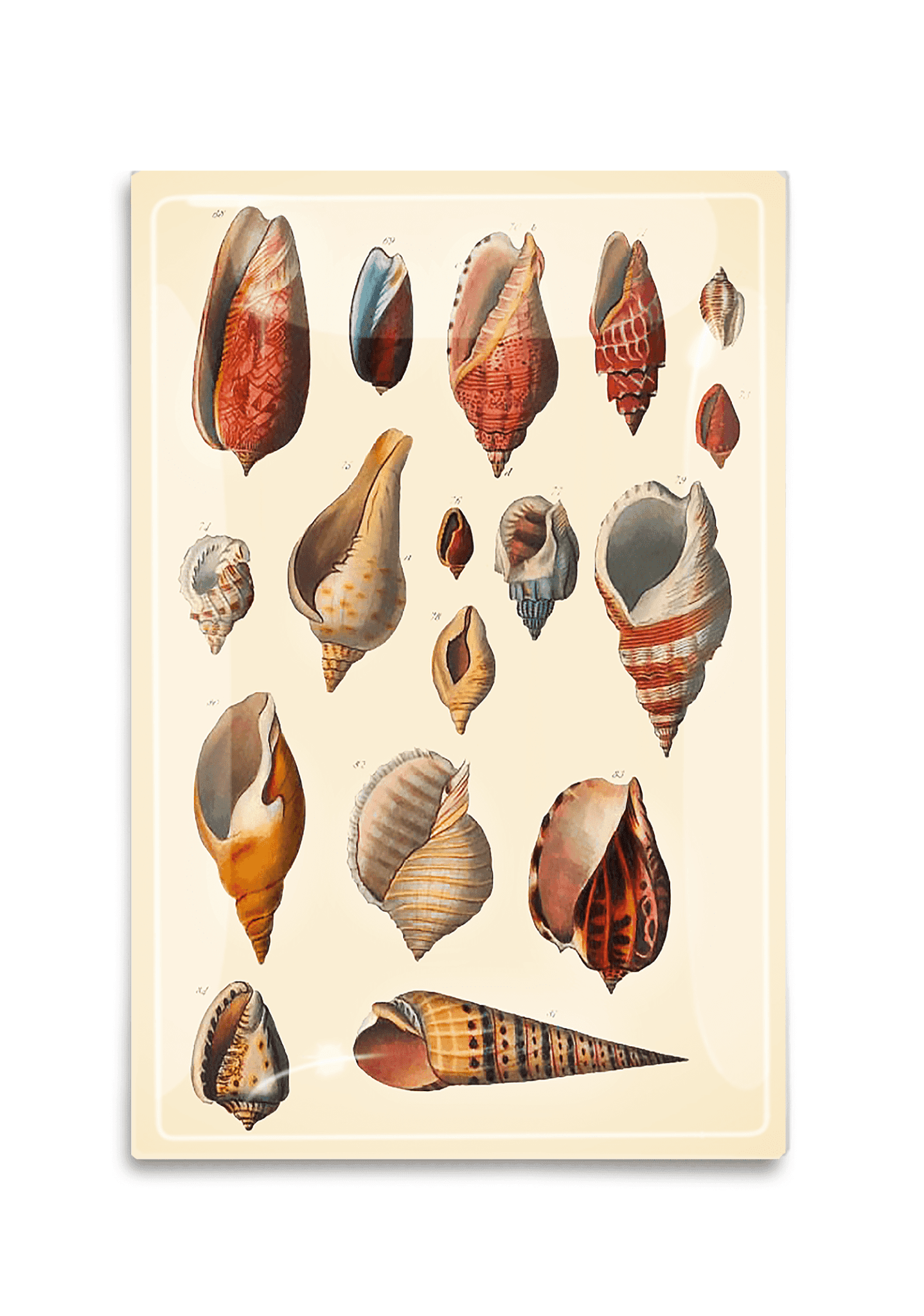 Tortola Seashell Collection Decoupage Glass Tray - Handcrafted Beach Decor Serving Tray for Coastal Home Decor, Wedding Centerpiece & Bathroom Organizer