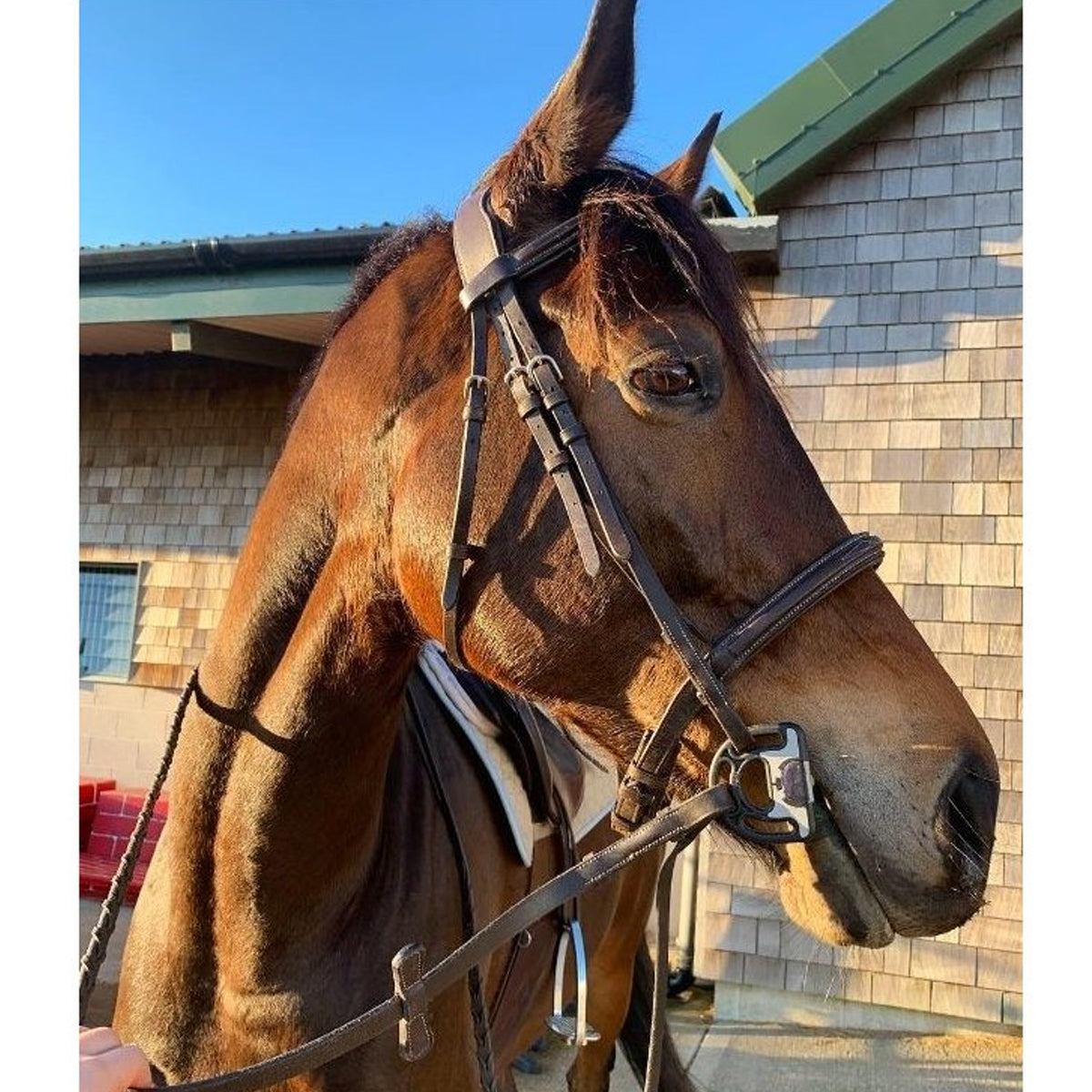 Acavallo Sensitive Bit - Gentle Horse Bit for Sensitive Mouths - Perfect for Dressage & Training