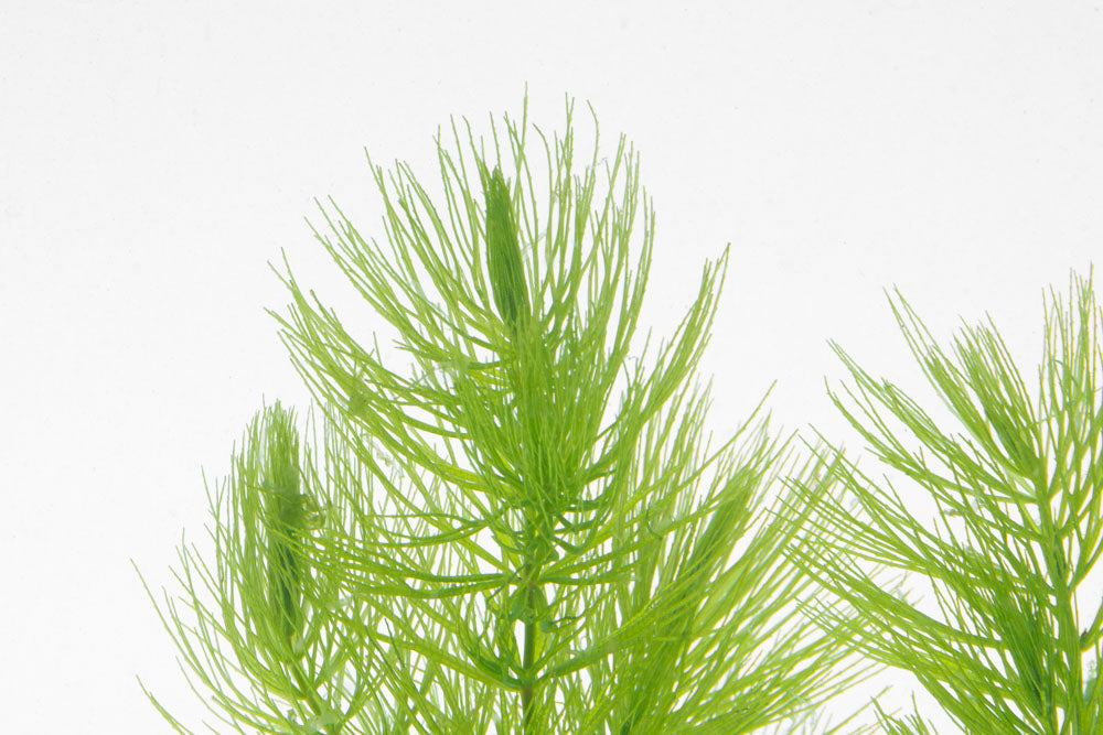 Ceratophyllum Demersum (Hornwort) - Fast Growing Aquarium Plant for Fish Tanks, Ponds & Aquatic Ecosystems | Oxygenating Plant for Water Gardens & Natural Filtration