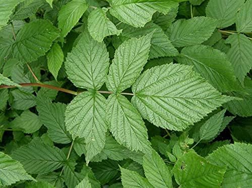 Organic Raspberry Leaf Oil - 100% Pure, Cold Pressed, Infused Herbal Oil for Skincare & Hair Care (1 fl.oz) - Natural Remedy for Glowing Skin & Healthy Hair - Perfect for DIY Beauty Recipes & Aromatherapy