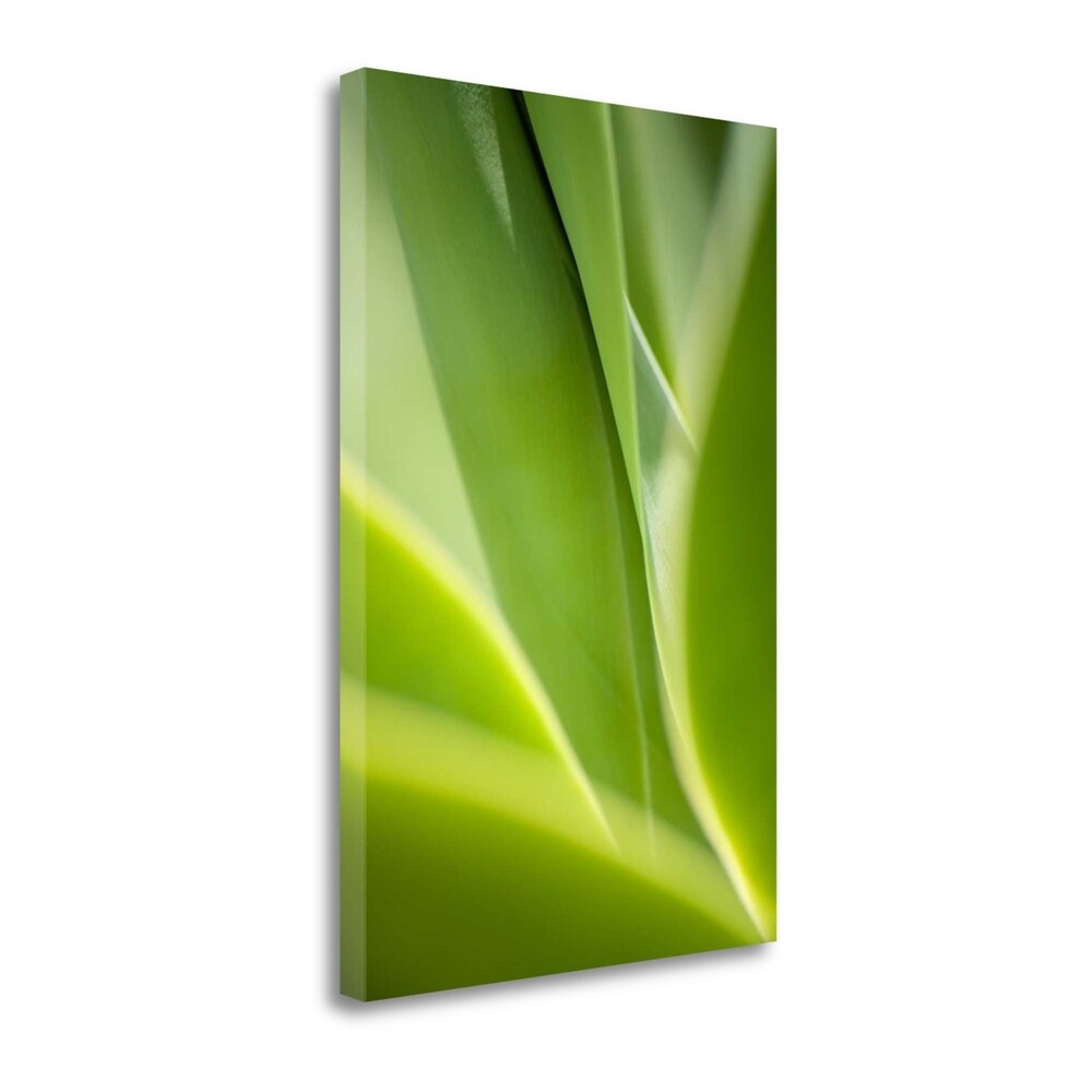 Agave 2 By Jonathan Nourok - Premium Fine Art Giclee Print on Gallery Wrapped Canvas - Ready to Hang Wall Decor - Perfect for Living Room, Bedroom & Office Art