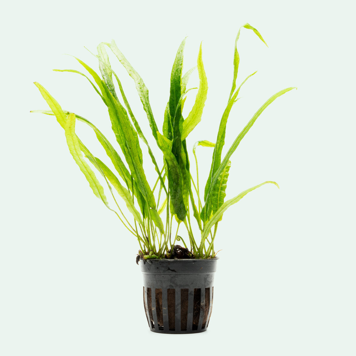 Microsorum Pteropus Needle Leaf - Live Aquatic Plant for Freshwater Aquariums | Low Light & Easy Care | Perfect for Nano Tanks, Aquascaping & Shrimp Habitats