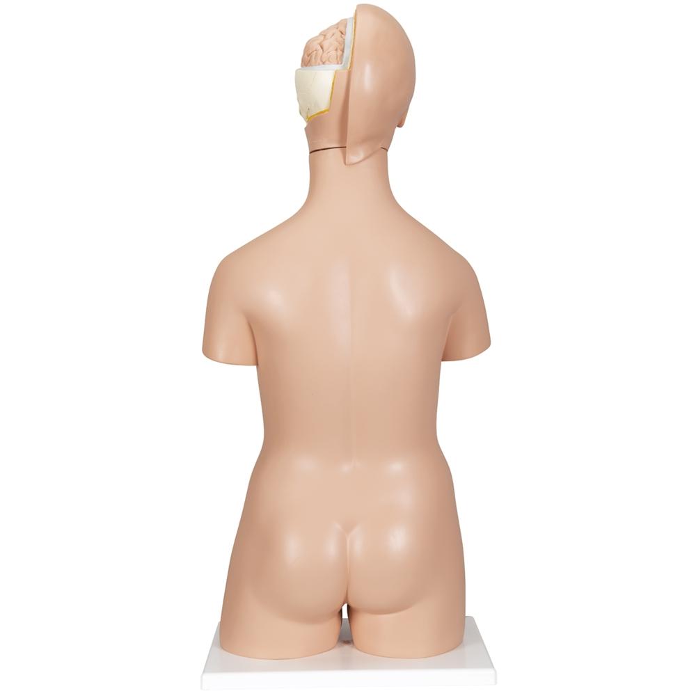 20-Piece Dual Gender Torso with Half Skull Head - Anatomical Model for Medical Students, Artists & Halloween Decor
