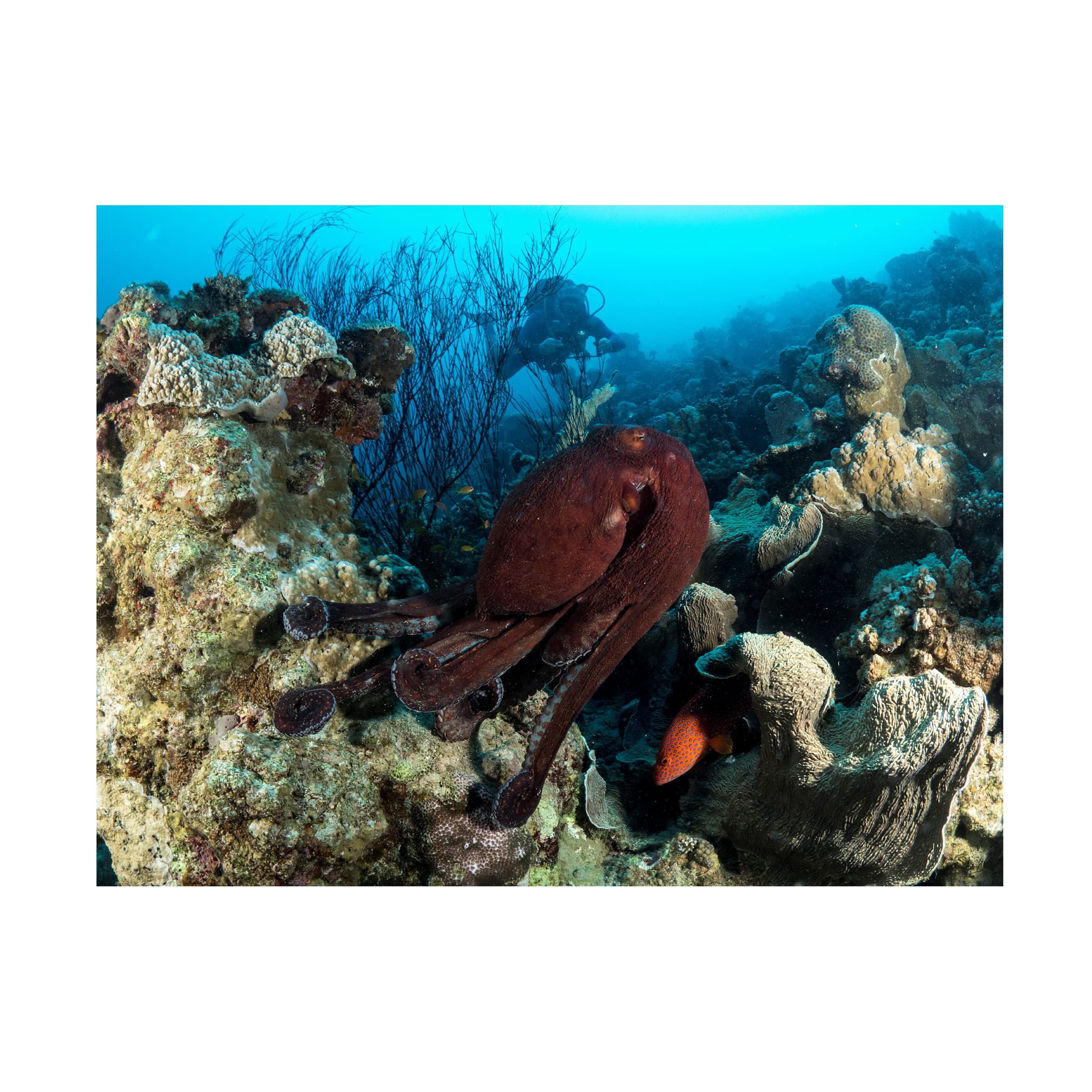 Trademark Fine Art 'Octopus Garden' Canvas Wall Art Print by Ilan Ben Tov - Perfect for Living Room, Bedroom & Office Decor