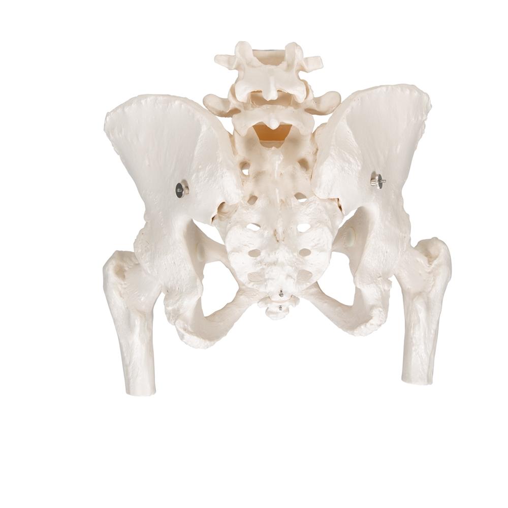 Female Pelvic Skeleton Model with Movable Femur Heads - Anatomical Study Tool for Medical Students, Doctors & Physical Therapists - Perfect for Classroom, Clinic & Patient Education