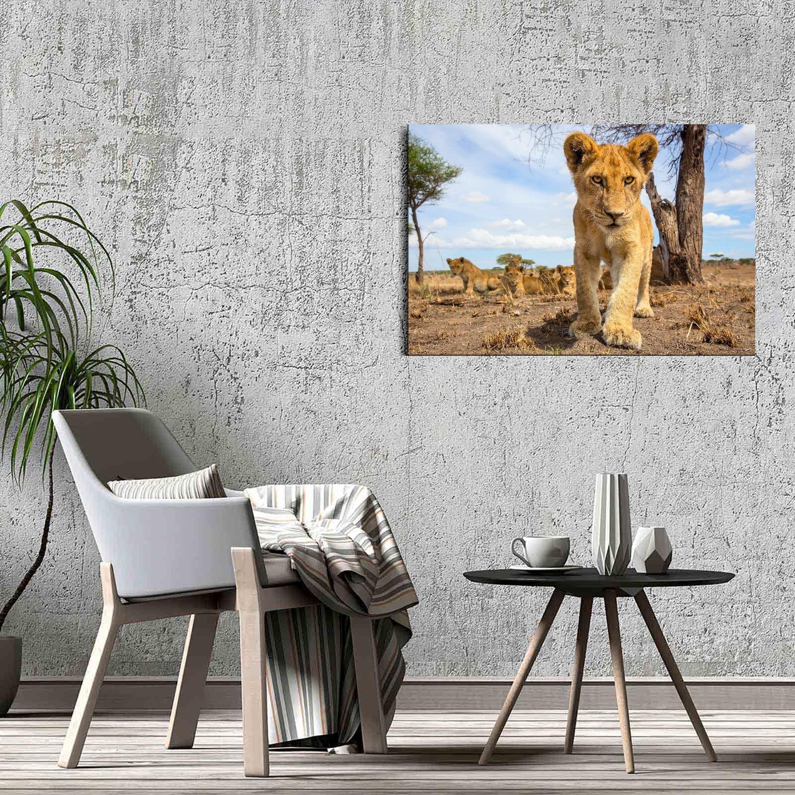 Little Lion Canvas Prints - 12