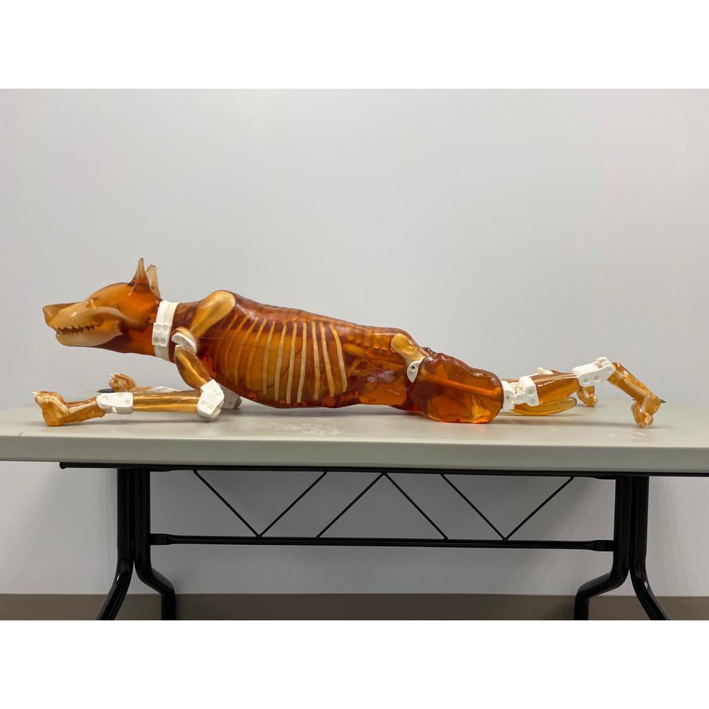 Veterinary X-Ray & Ultrasound Female Dog Phantom - High-Quality Canine Imaging Training Model for Vet Clinics & Radiology Labs