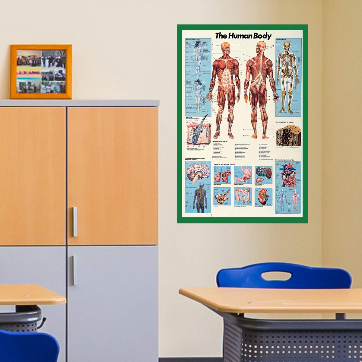 EuroGraphics Human Body Anatomy Poster - 38.5 x 26.75 Inch Large Educational Chart - Perfect for Classroom, Medical Office & Home Study | Science & Biology Learning Decor