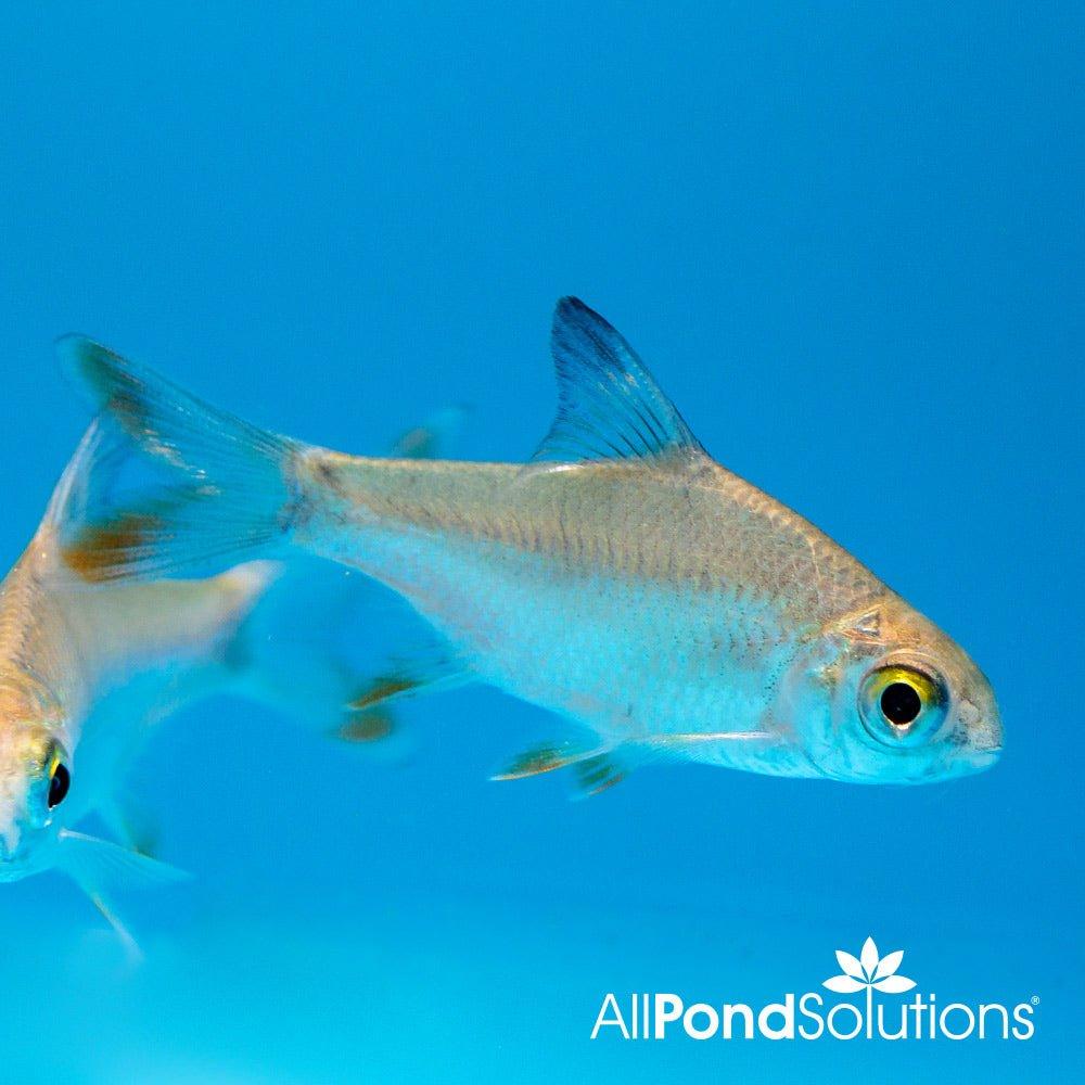 Red Tail Tinfoil Barb (Barbonymus altus) - Live Tropical Fish for Aquariums | Perfect for Community Tanks & Asian Biotope Setups