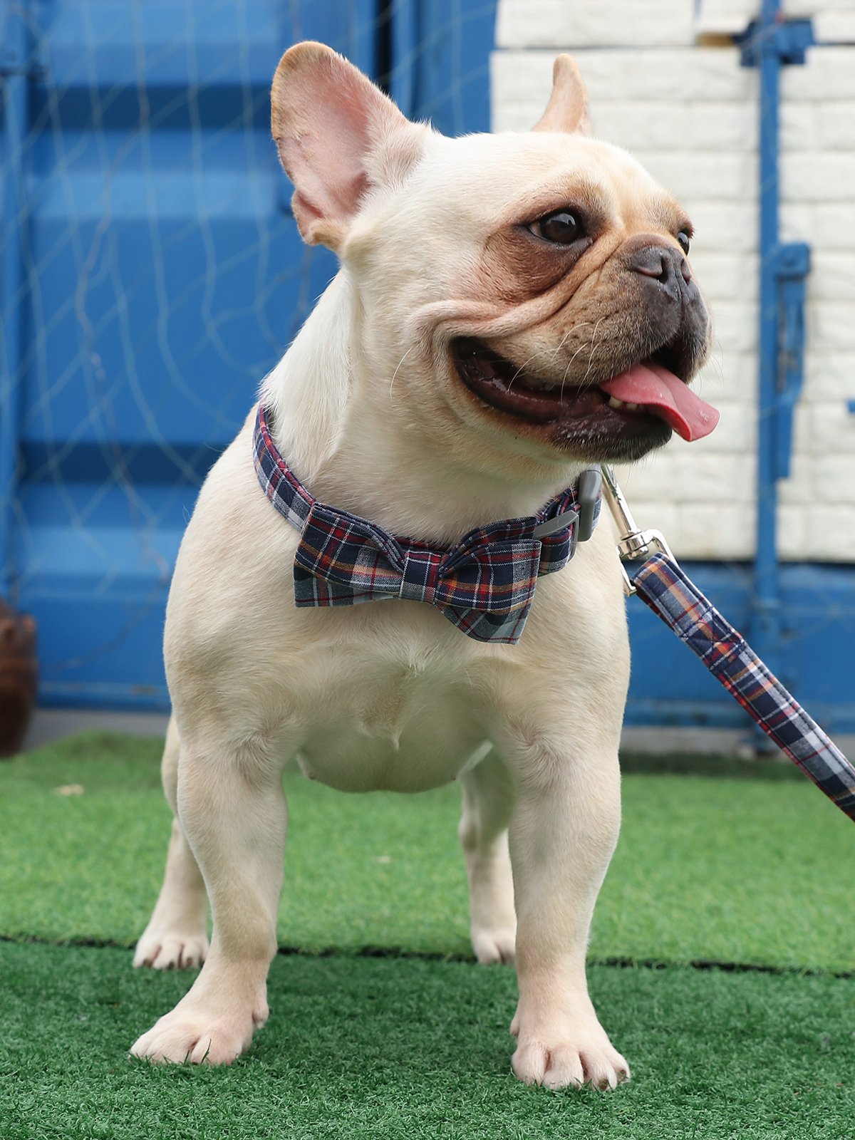 Lionet Paws Durable Handmade Grid Dog Leash with Soft Handle - Adjustable Walking Leash for Small, Medium & Large Dogs & Cats | Perfect for Daily Walks, Training & Outdoor Adventures
