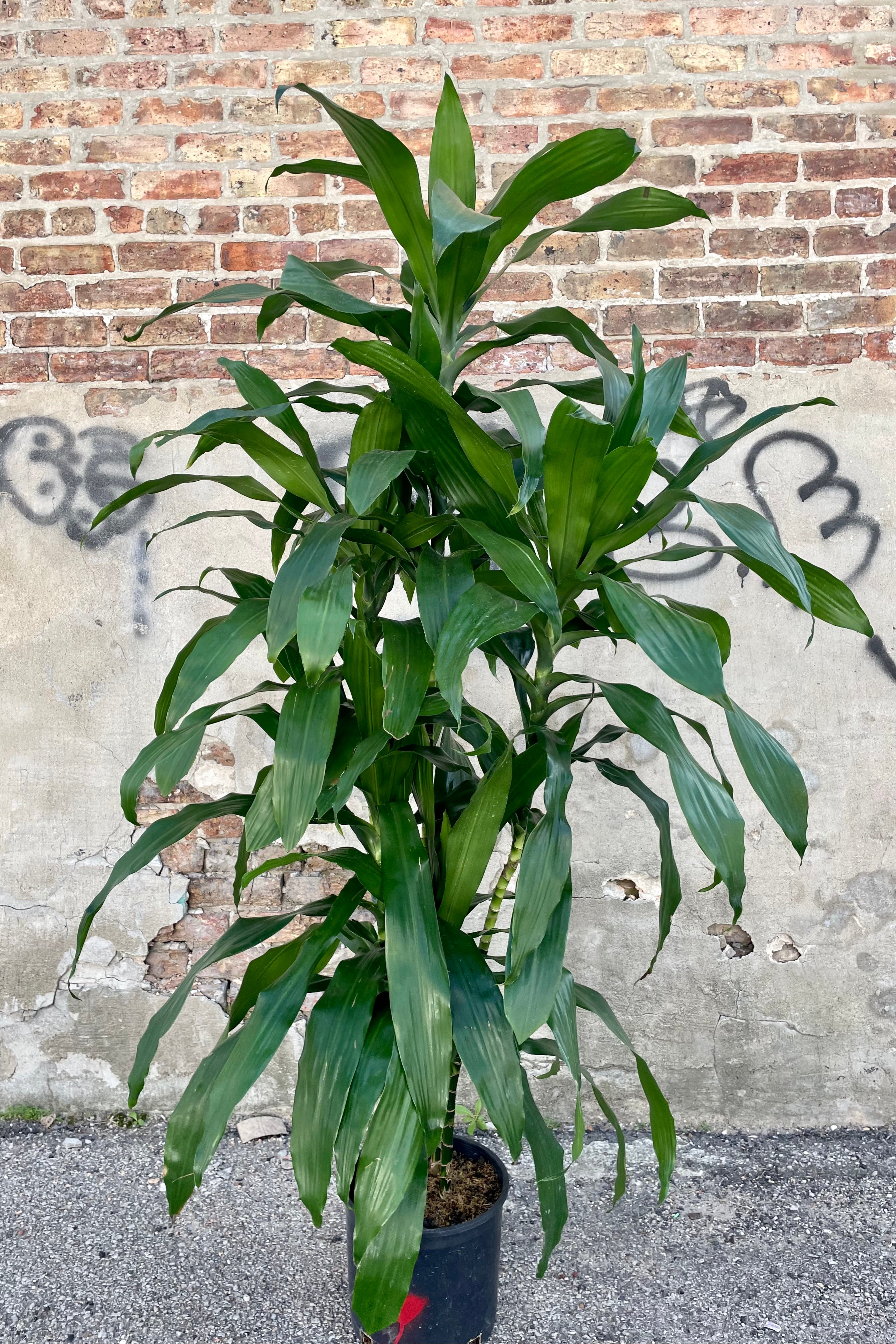 Dracaena 'Janet Craig' Indoor Plant - 3 Tips Air Purifying Houseplant for Home, Office & Living Room Decor | Low Light & Easy Care Houseplant